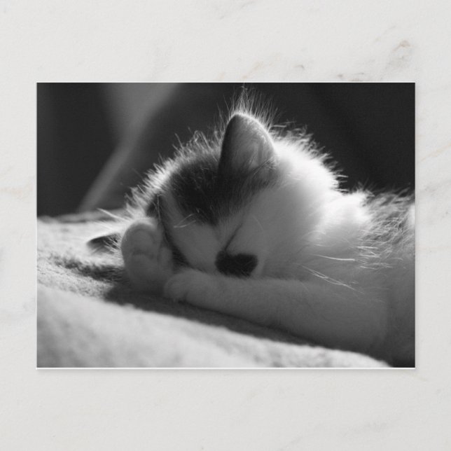 jane jessy - Cartão postal (Frente)