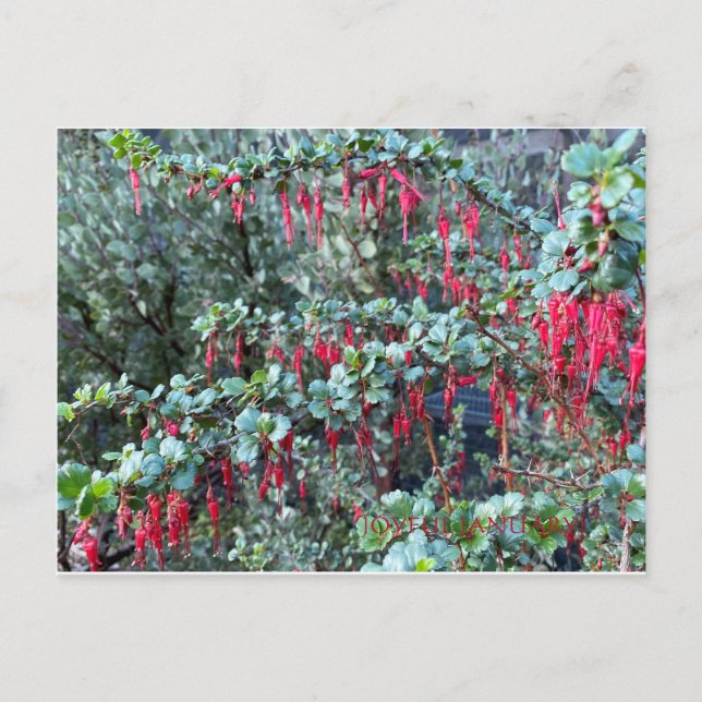 JANEIRO ADORÁVEL! CARTÃO POSTAL (Frente)