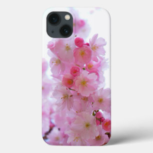 Japanese Cherry Tree Flower