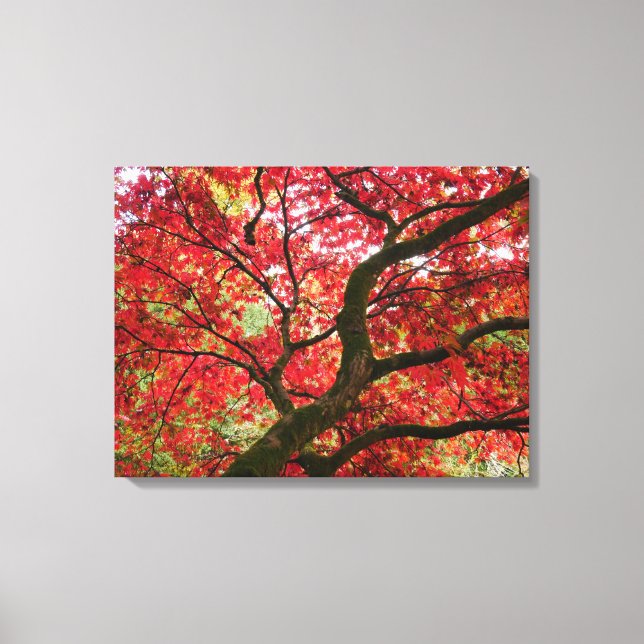 Japanese Maple Canvas Print (Frente)