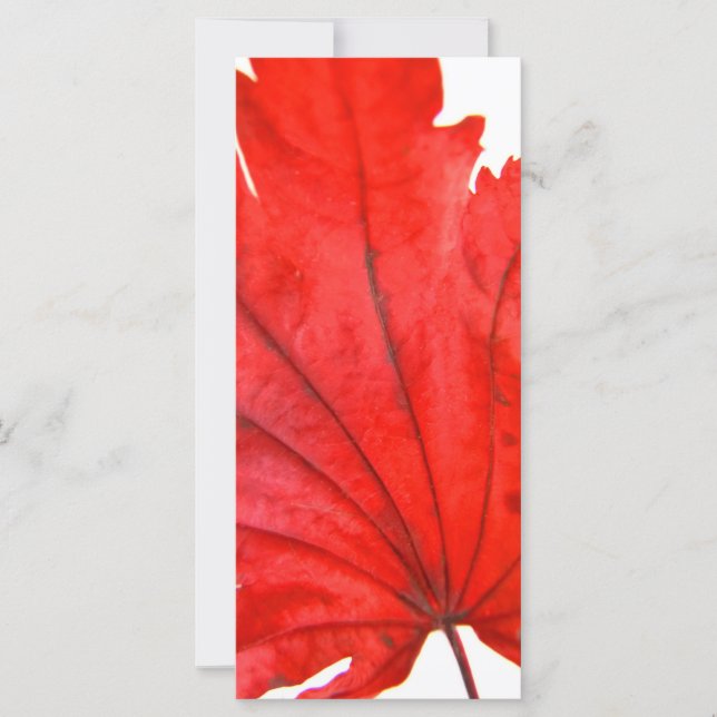 Japonês Maple Leaf (Frente)