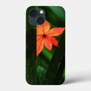 Japonês Maple Leaf