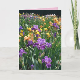 Jardim de Cottage Íris Roxa Íris floral Cartão