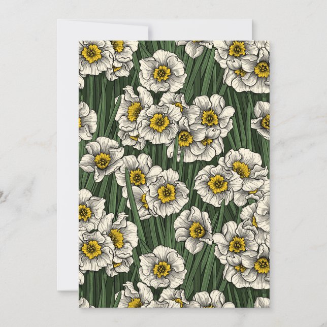 Jardim de Daffodil (Frente)