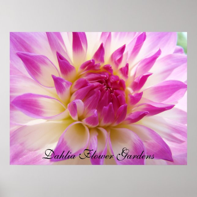 Jardim de flores de Dahlia impressões artísticas D (Frente)