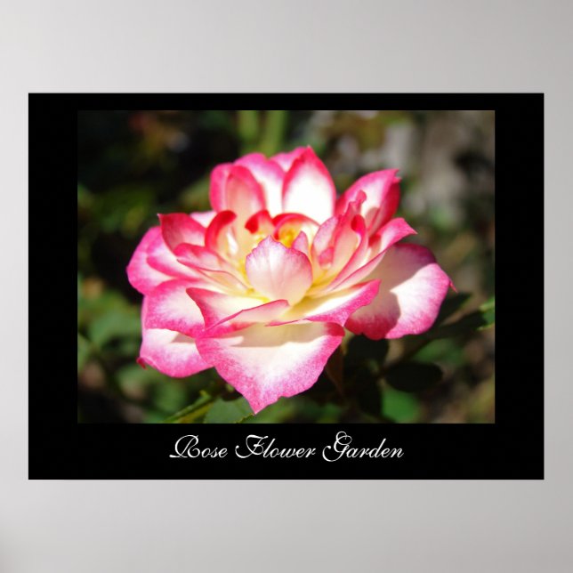 Jardim de flores de rosa impressões artísticas Ros (Frente)