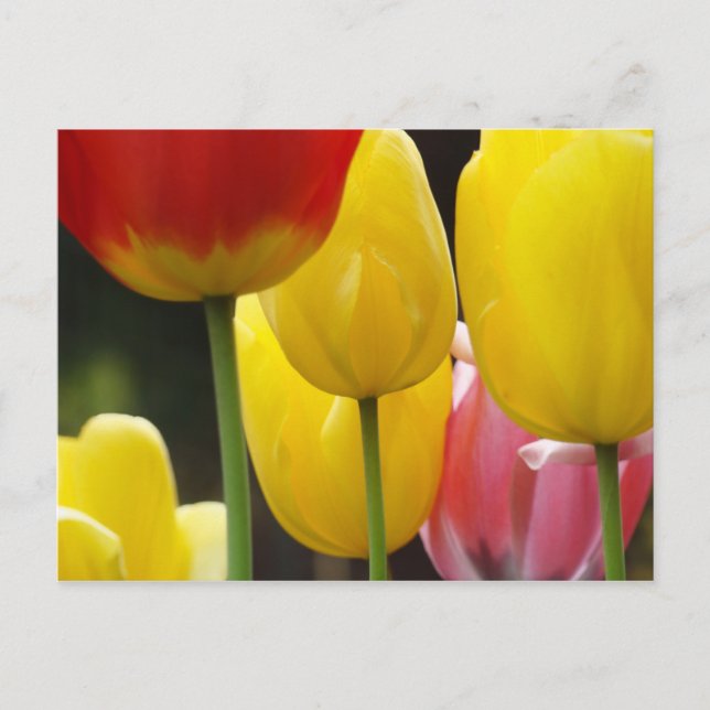 Jardim de Flores de Tulipa cartões postais Brilhan (Frente)