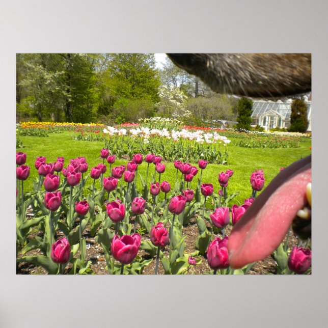 Jardim de Tulipas Através da Poster de Boca do Cac (Frente)