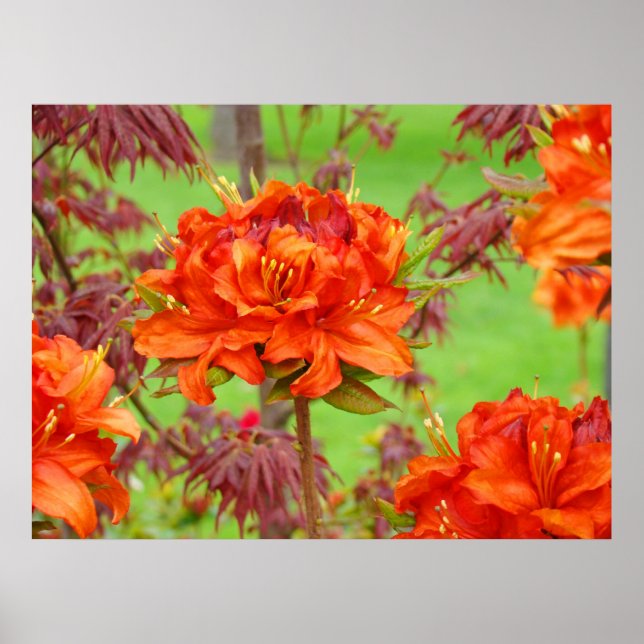 Jardim do Office art impressão Orange Rhododendron (Frente)