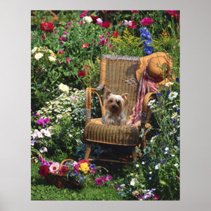 Jardim do poster do yorkshire terrier