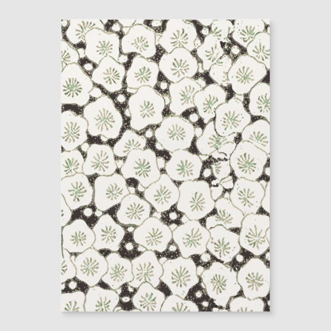 Jardim floral da Flor Branca do Japão (Frente)