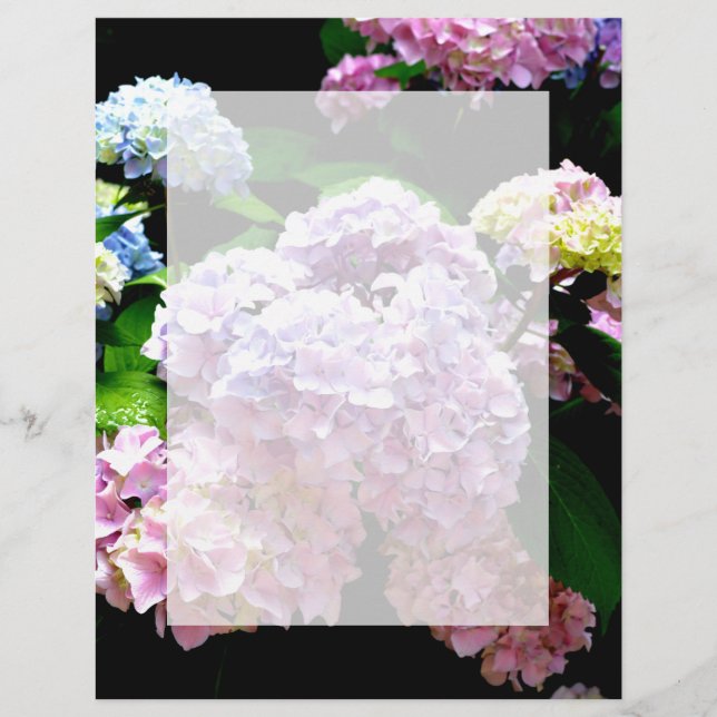 Jardim Hydrangea, rosa, azul, floral roxo (Frente)