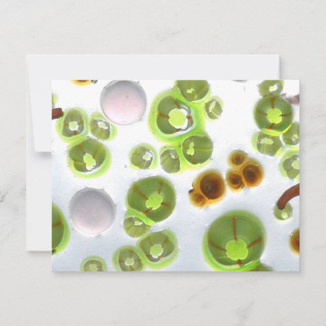 jardim nº 10 (Frente)