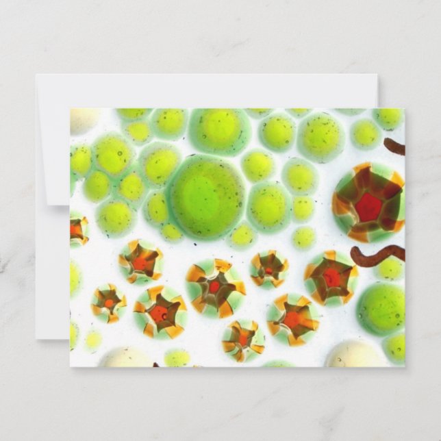 jardim nº 7 (Frente)