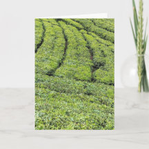 Jardins de chá de Munnar em cartão de cumprimentos