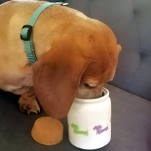 Personalização do Jar de Tratamento de Cachorro do