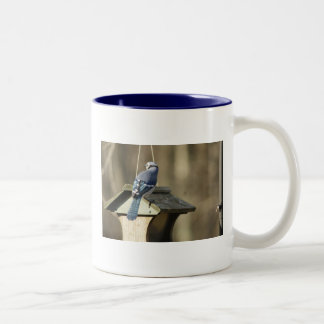 Jay azul empluma-se a caneca