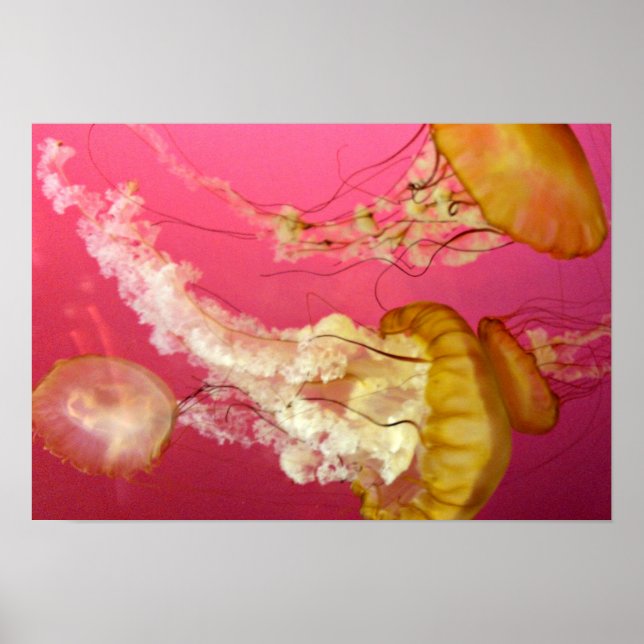 Jelly Fish Poster (Frente)