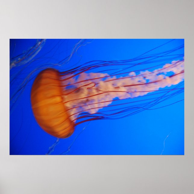 Jellyfish Poster 1 (Frente)