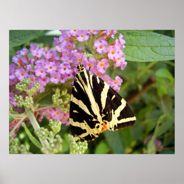 Jersey Tiger Butterfly Poster (Frente)
