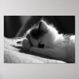 Jessy Jane - Pequena poster