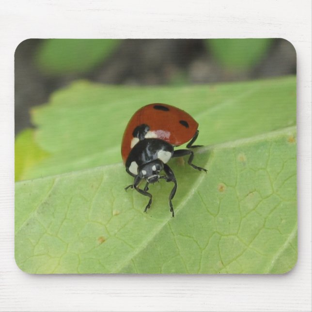 Joaninha amigável Mousepad (Frente)