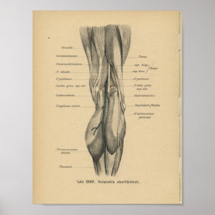 Joelho do pé do impressão da anatomia do alemão