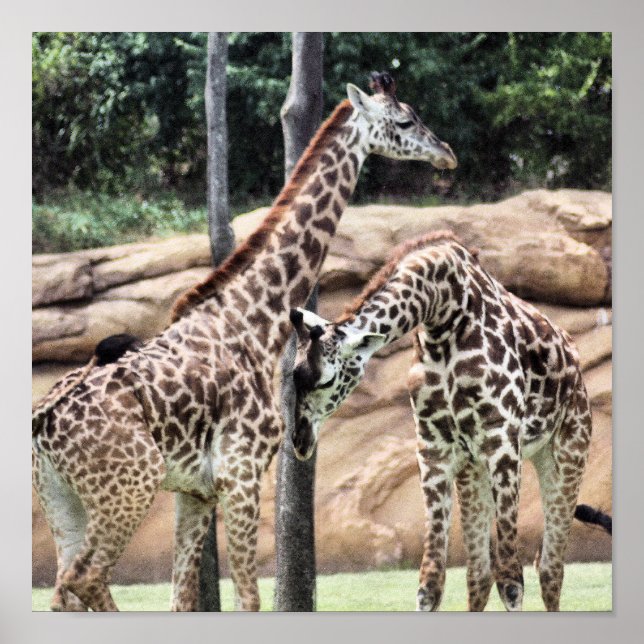 Jogando Girafas Impressão (Frente)