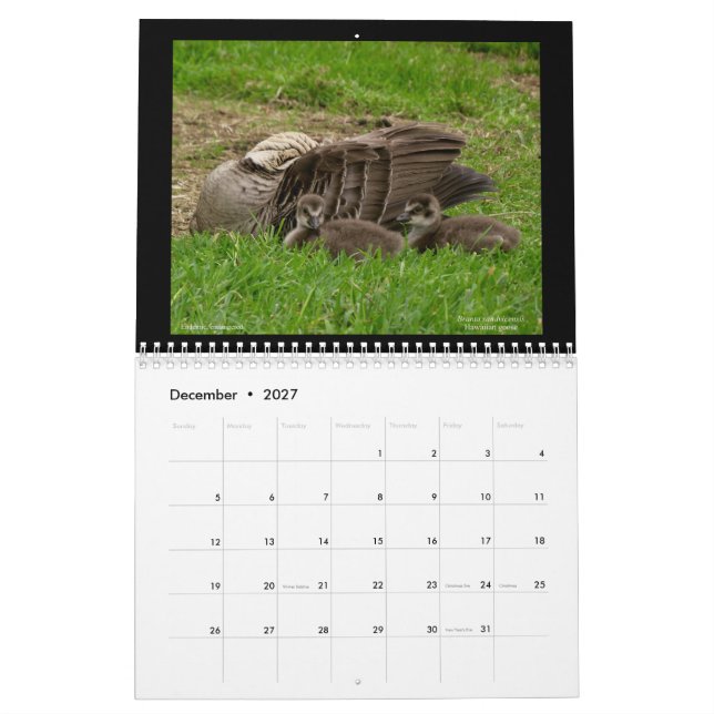 Joias do Havaí Calendário de 2021 (Dez 2027)