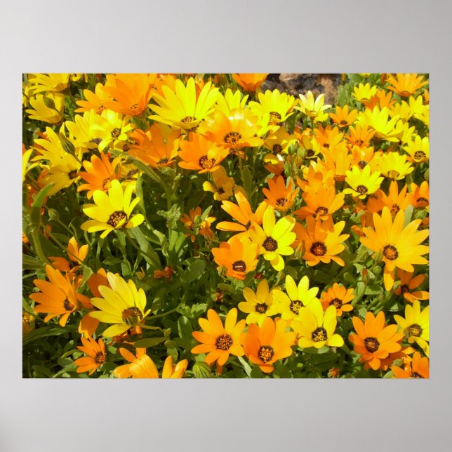 Joie de Vivre (1) Poster (Frente)