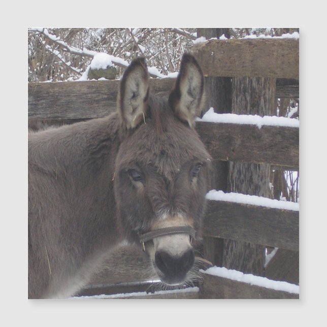 Jonathan Magnet (Frente)