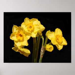 Jonquil floresce o poster