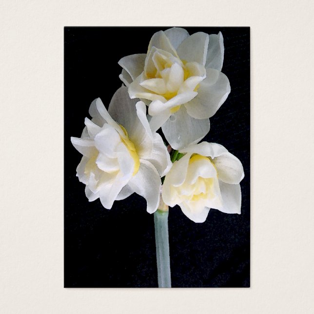 Jonquil Flower - Eclesiastes 3:1 Tract Card / (Frente)