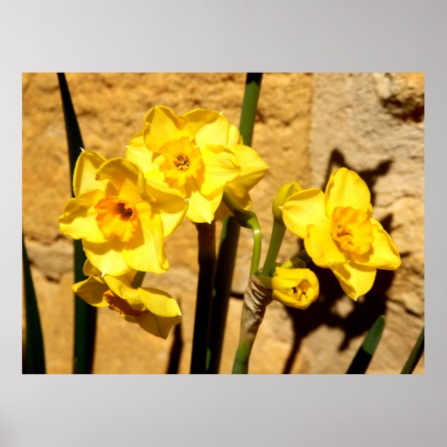 Jonquil Flowers Poster (Frente)