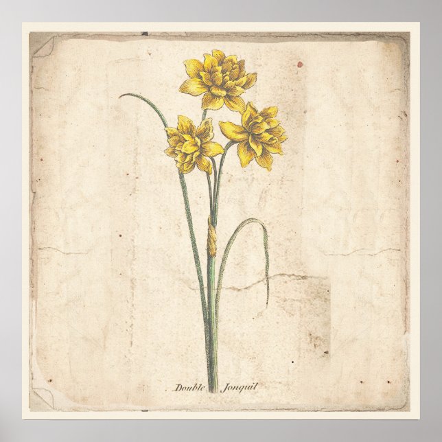 Jonquils Antique Botanical Impressão Poster (Frente)