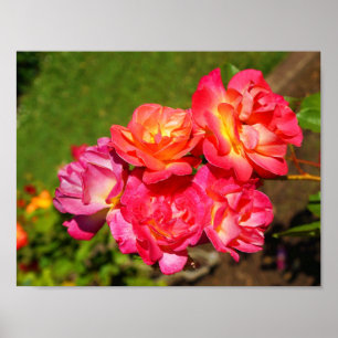 Joseph’s Coat Rose #1 Poster