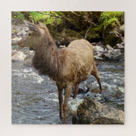 Jovem Red Deer na Quebra-cabeça do rio Jigsee