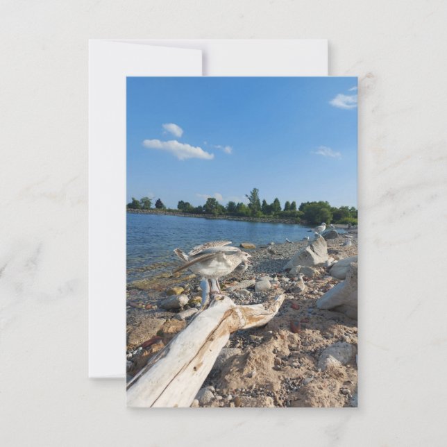 Jovem Seagull perto do lago (Frente)