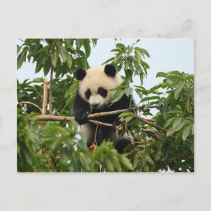 Jovens Panda gigante - cartão postal