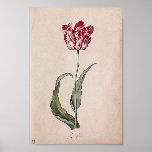 Judith Leyster Tulip Poster (Frente)