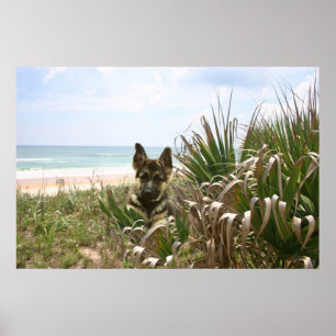 Junco do poster do german shepherd