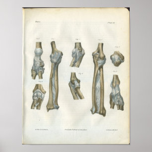 Junções do impressão da anatomia do cotovelo &