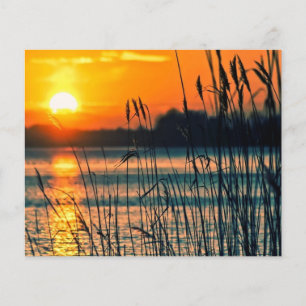 Juncos no fundo do álbum de recortes do pôr do sol