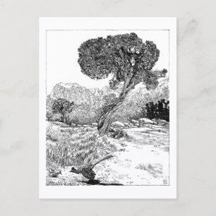 Juniper Valley Wilderness - Cartão postal