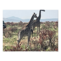 Juntos pela Savana – Foto de Duas Girafas