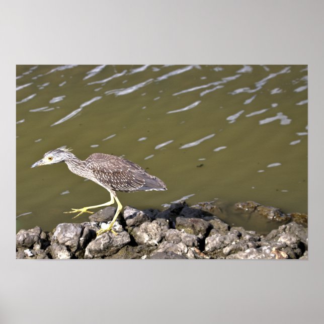Juvenile Heron Poster (Frente)