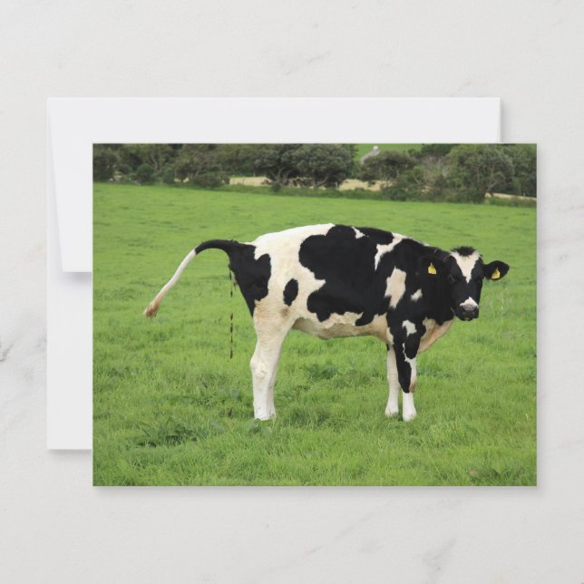 kackende Kuh (Frente)