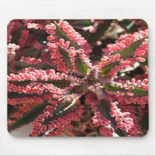 Kalanchoe "borboleta voa" o mousepad