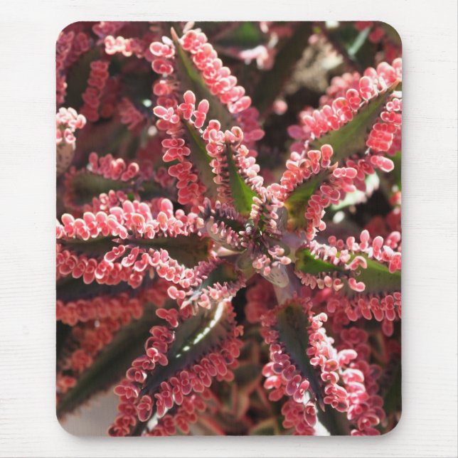 Kalanchoe "borboleta voa" o mousepad (Frente)