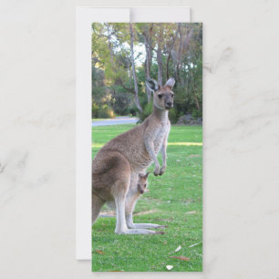 Kangaroo e Joey
